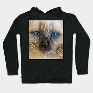 Cat with blue eyes Hoodie